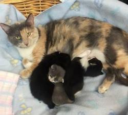 Fundraising Page Image