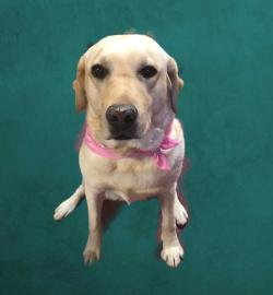 Fundraising Page Image