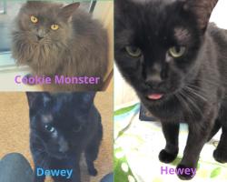 Fundraising Page Image