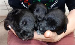 Fundraising Page Image